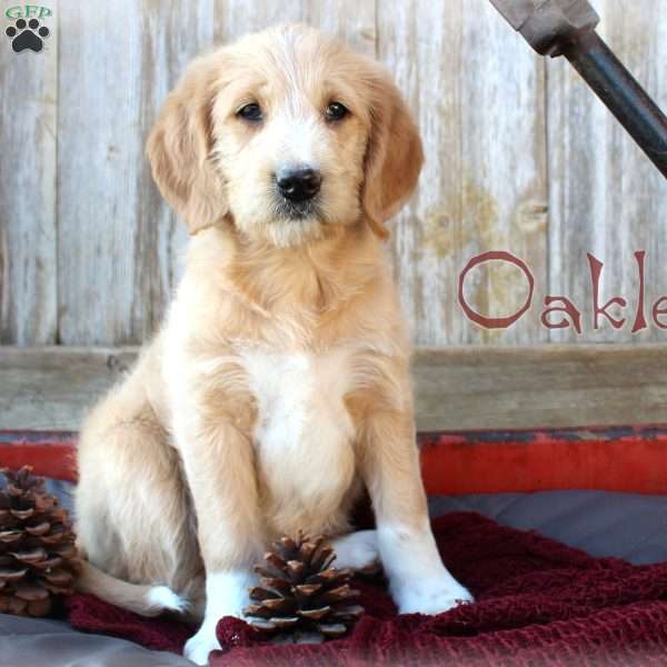 Oakley, Miniature Poodle Mix Puppy